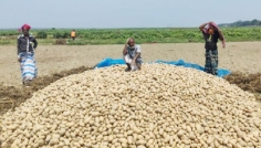 কালবৈশাখী ঝড়ে ৫ একর জমির আলু নষ্ট, পথে বসার আশঙ্কা কৃষকের