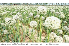 ফরিদপুরে পেঁয়াজ বীজে ৫৫০ কোটি টাকা বাণিজ্যের সম্ভাবনা  