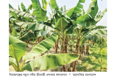 কলাচাষে সচ্ছলতা ফিরছে কৃষকের  