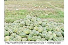 ফেনীতে তরমুজ চাষিরা লোকসানে  