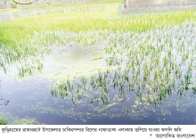 রাজারহাটে ১০০ একর ইরি বোরো ফসল তলিয়ে গেছে  