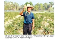 শ্রীপুরে ইন্দোনেশিয়ান মরিচ চাষে সাফল্য  
