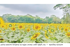 চরফ্যাশনে হলুদিয়া সূর্যমুখী চাষে লাভবান কৃষক  