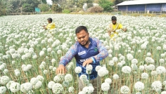 রাজবাড়ীতে কৃত্রিম পরাগায়নে পেঁয়াজবীজ চাষে নতুন সম্ভাবনা
