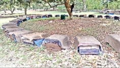 ঈশ্বরদীতে ‘মধু বিপ্লব’, উৎপাদনে অতীতের সব রেকর্ড ভঙ্গ