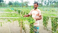 মাচায় দেশি পটল চাষে স্বাবলম্বী বিরলের কৃষক এনতাজুল
