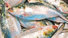 পাথরঘাটায় ইলিশের তীব্র সংকট, অতিরিক্ত দামে বিক্রি