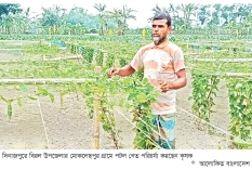 মাচায় দেশি পটল চাষে স্বাবলম্বী কৃষক  