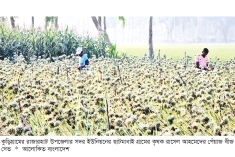 পেঁয়াজের বীজ উৎপাদন  