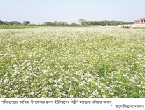 জাজিরায় মসলা চাষে বদলে যাচ্ছে কৃষিচিত্র  