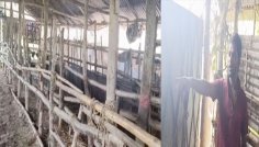 খামারির হাত-পা বেঁধে ৩টি গরু নিয়ে গেলো ডাকাতদল