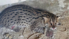 বোয়ালখালীতে মেছো বাঘ আটক