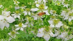 সিরাজগঞ্জে কালোজিরা চাষে বাম্পার ফলনের আশা কৃষকের