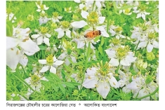 সিরাজগঞ্জে কালোজিরা চাষ আশা জাগাচ্ছে  