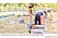 লিচু বাগানে মধু সংগ্রহে ব্যস্ত মৌ-চাষিরা  