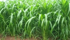 সিরাজগঞ্জে নেপিয়ার চাষে ফিরছে কৃষকের সচ্ছলতা