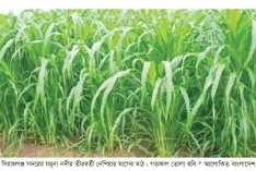 সিরাজগঞ্জে নেপিয়ার চাষে ফিরছে কৃষকের সচ্ছলতা  