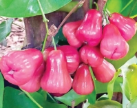 জামরুলের গুণ জানুন  