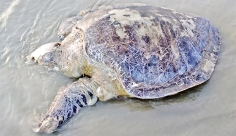 বিশালকায় আকৃতির মৃত কচ্ছপ ভেসে আসে পটুয়াখালীর কলাপাড়ায় কাউয়ার চর সমুদ্রসৈকতে  