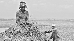 কৃষক ও বাংলা নববর্ষের আলাপ  