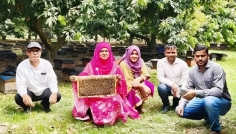 চিরিরবন্দরে লিচু বাগান ঘিরে মধু উৎপাদনের সম্ভাবনা