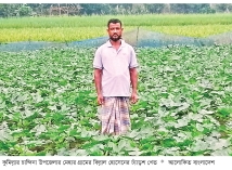 চান্দিনায় ঢ্যাঁড়শের দাম ও ফলনে খুশি কৃষক  