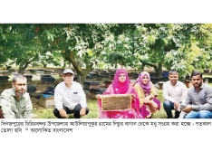 লিচু বাগানে মধু বিপ্লব  