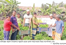 হবিগঞ্জে ক্যাপসিকাম চাষে কৃষক লাভবান  