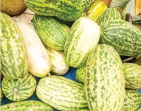 বাঙ্গি খাওয়ার উপকারিতা  