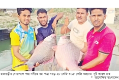 পদ্মার দুই কাতল ৯১ হাজার টাকায় বিক্রি  