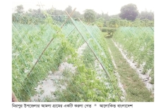 কুষ্টিয়ায় করলা চাষে লাভবান কৃষক  