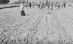 বৈপরীত্য আলুচাষিদের বড় সংকট  