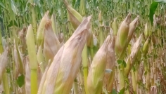 সিরাজগঞ্জে ভুট্টায় বাম্পার ফলন, কৃষকের মুখে হাসি