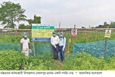 হাটহাজারীতে গ্যাপ পদ্ধতিতে সবজি চাষে সাফল্য  