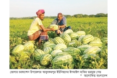 চরফ্যাশনে জৈব সারে তরমুজের উৎপাদন বেড়েছে  
