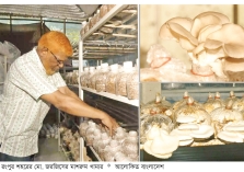 রংপুরে মাশরুম চাষে সাফল্য  