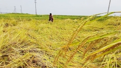 কিশোরগঞ্জে বিলুপ্তির পথে জিআই সনদপ্রাপ্ত রাতাবোরো ধান