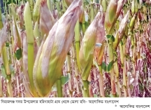 ভুট্টার ফলন ভালো হওয়ায় কৃষকরা খুশি  
