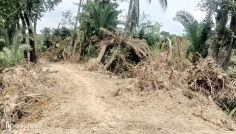 গাছ অপসারণ ছাড়াই বেড়িবাঁধ সংস্কার, মির্জাগঞ্জে বিতর্ক