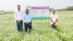 কালিজিরার কালোহীরার স্বপ্নে বিভোর ঈশ্বরদীর কৃষক