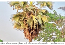 হারিয়ে যাচ্ছে বাবুই পাখির শৈল্পিক বাসা  