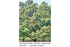 বৈরী আবহাওয়ায় লিচুর ফলনে বিপর্যয়  