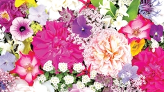 বর্ণে বর্ণে নগর-প্রকৃতি  