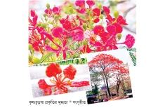 কৃষ্ণচূড়ার পরিবেশ  