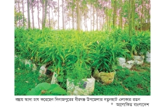 বস্তায় আদা চাষে সাফল্য 