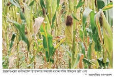 আগাম ভুট্টার ভালো ফলনের সম্ভাবনা   