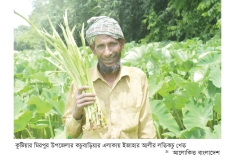 কুষ্টিয়ায় বারোমাসি লতিকচু চাষে লাভবান কৃষক  