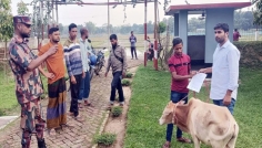 ঈদকে সামনে রেখে সীমান্তে সক্রিয় গরু চোরাকারবারিরা