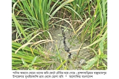 বাঞ্ছারামপুরে বিদ্যুৎ ও তেল সংকটে বোরো ধানচাষিরা দিশাহারা  