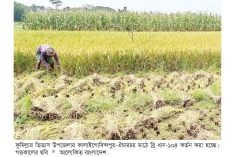 তিতাসে জিংকসমৃদ্ধ জাতের ধানের ফলন ভালো  